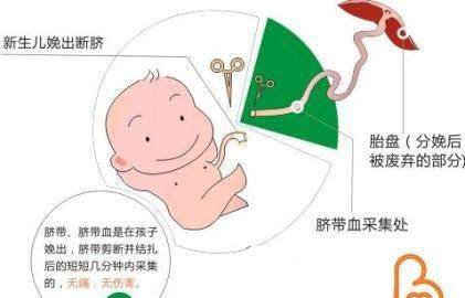 全国脐带血储存费用的标准