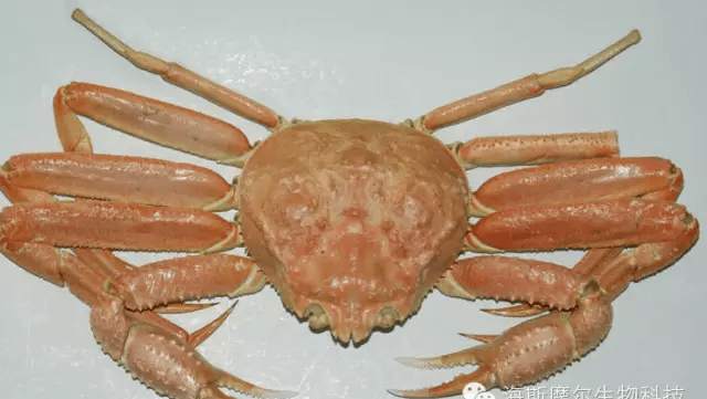 一只阿拉斯加雪蟹的自白