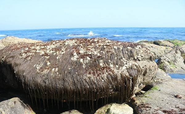 海麻线到底是哪种海藻？