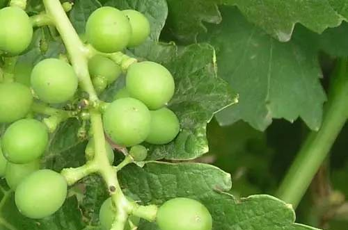 红提葡萄种植技术汇总（含视频）
