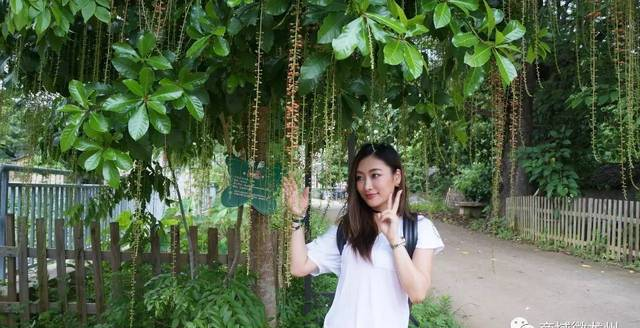 “中国好声音”秦宇子回龙州老家省亲啦