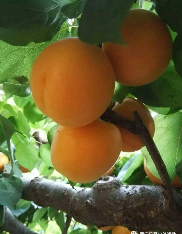 杏子的功效与作用，杏子的作用和功效有哪些？