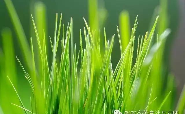 麦苗到底咋养生？大麦苗和小麦苗有啥区别？