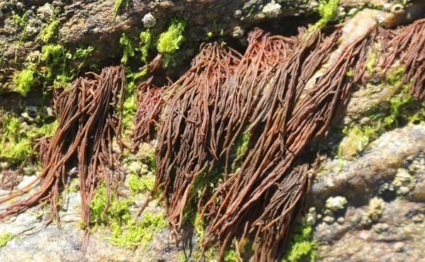 海麻线到底是哪种海藻？