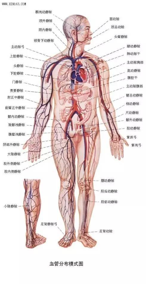 人体循环系统示意图