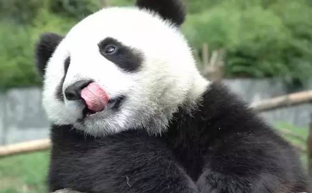 熊猫打架，被脱裤子—— 别看羞死我了