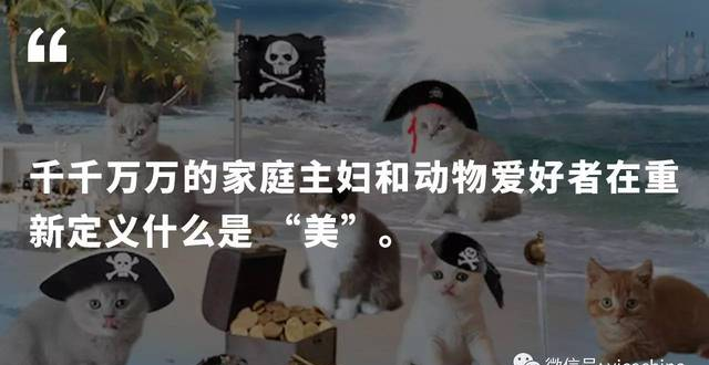 云吸猫：这些猫咪网站可能是网上最美好的东西了