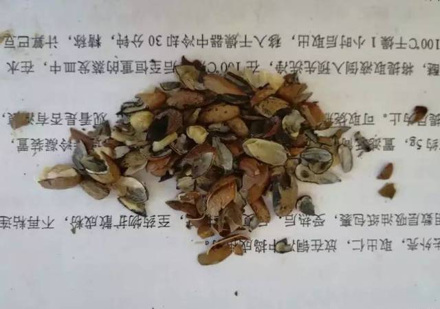 中药知识必学：巴豆（二）