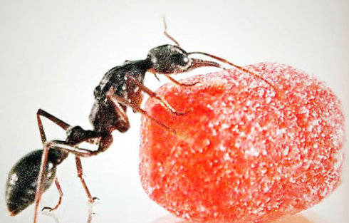 清除蚂蚁最有效的方法，这些方法100%见效