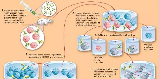 杂交瘤细胞如何筛选？了解原理很重要！