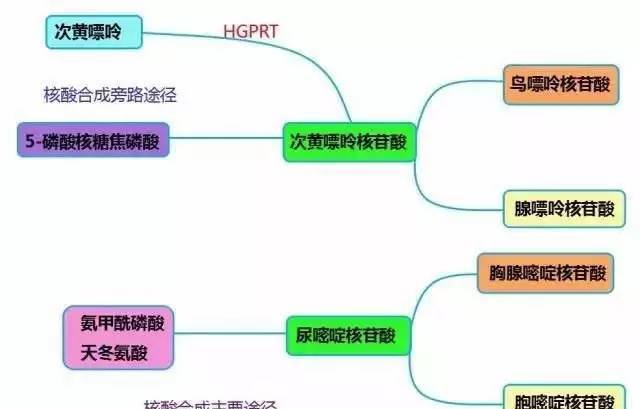 杂交瘤细胞如何筛选？了解原理很重要！