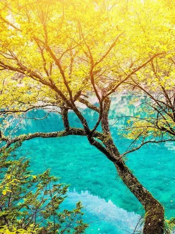 心痛！实拍震后的九寨沟，火花海和诺日朗瀑布永远消失了…