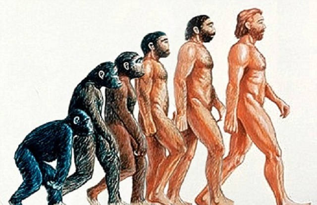 进化论中猿能进化人类，为什么鸟不能进化鸟人，狮不能成为狮人