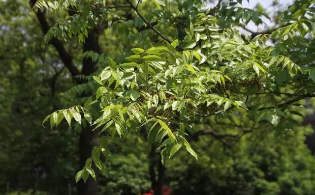 【植物的故事】南酸枣