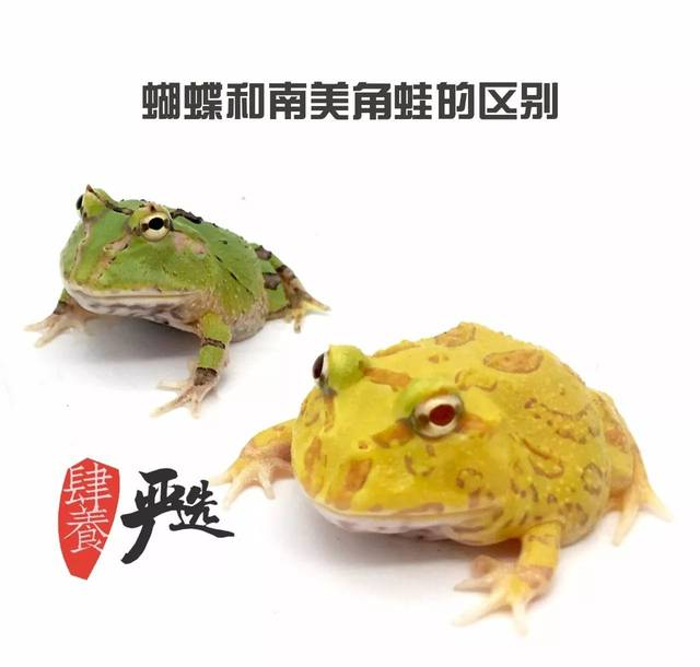 继承了霸王的犄角和南美的圆润，褪下杂纹的蝴蝶角蛙也太酷了吧！ | 上新