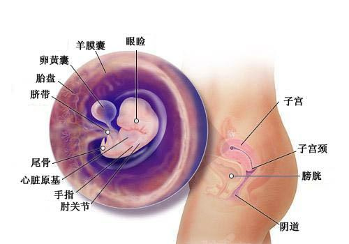 怀孕两个月胎儿图（b超图）