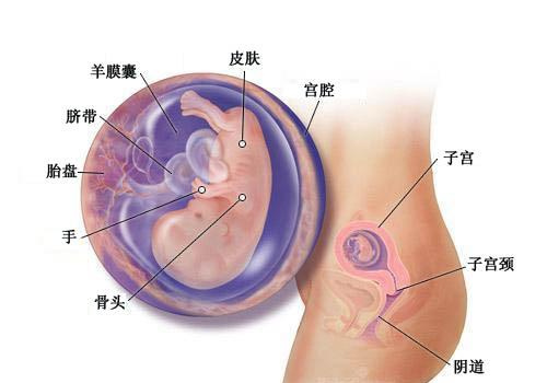 怀孕三个月（男、女）胎儿图（b超图）