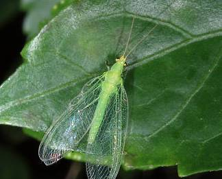 草蛉——昆虫世界的小清新！也是害虫天敌