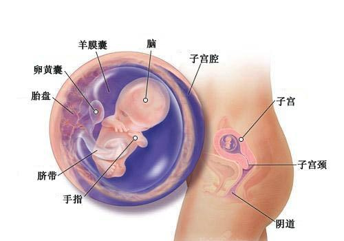 怀孕三个月（男、女）胎儿图（b超图）