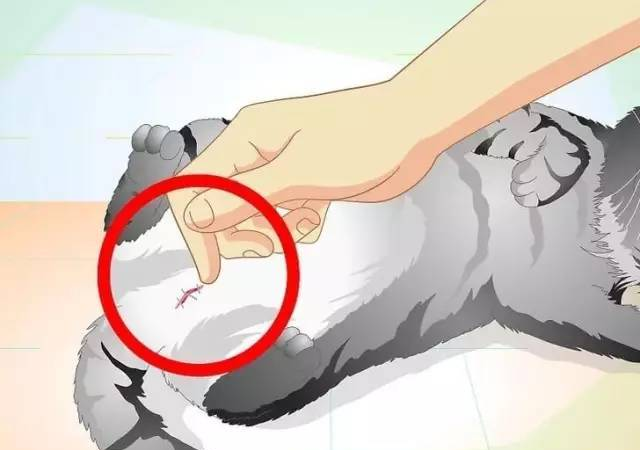 你以为猫咪绝育就是做个手术？太天真了
