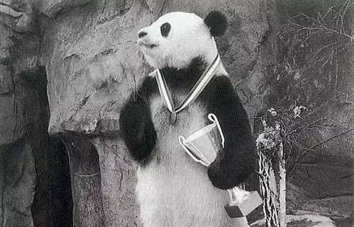 全世界寿命最长的大熊猫“盼盼”走了，它的一生就是传奇！