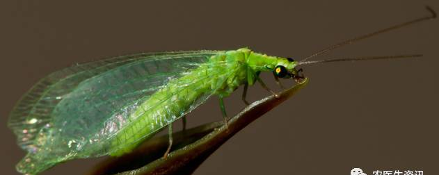 草蛉——昆虫世界的小清新！也是害虫天敌