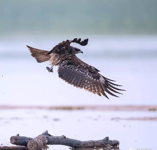 野生世界 | 黑耳鸢——喜食腐的鹰