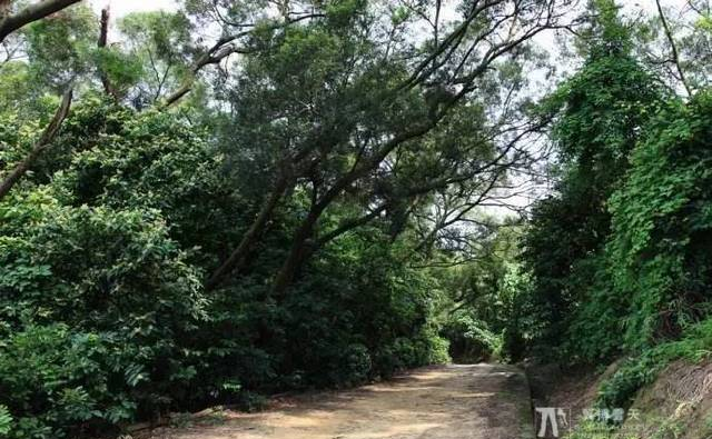 深圳面积最大的海岛——内伶仃岛