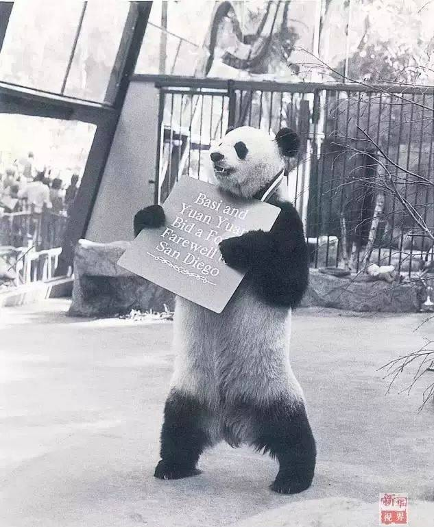 全世界寿命最长的大熊猫“盼盼”走了，它的一生就是传奇！