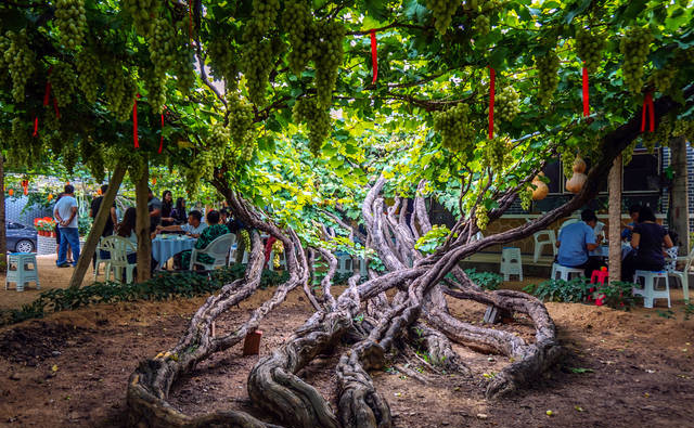 阿门阿前一棵葡萄树，葡萄沟里的童年歌谣