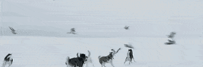 狗拉雪橇的狗到底是什么狗？