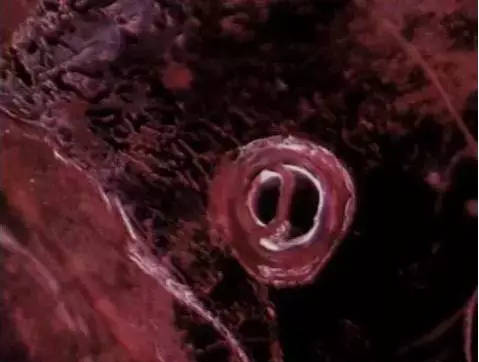 买天然红宝石怕被骗？我教你还不行吗！