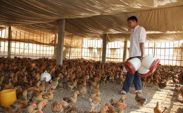 发酵床养鸡技术原理和技术指导