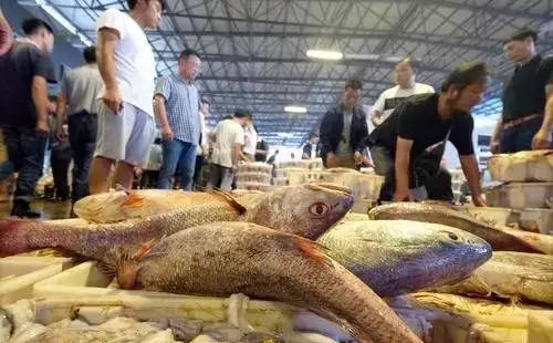 爆！全面开渔第一网，10公斤的海鱼真不少！3斤重的野生大黄鱼价格居然卖……