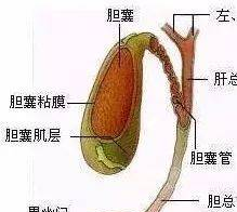 胆结石是怎么形成的，引发胆结石的6个原因，你中了几个？