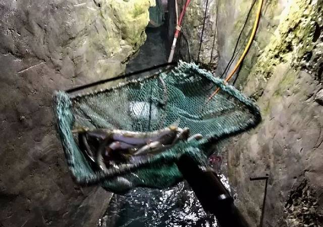 重庆巫溪农户家挖出神秘鱼泉 每天涌百斤鱼