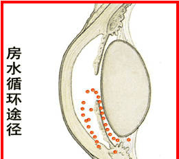 药理学丨作用于乙酰胆碱受体药物