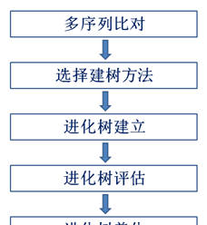 一文读懂进化树