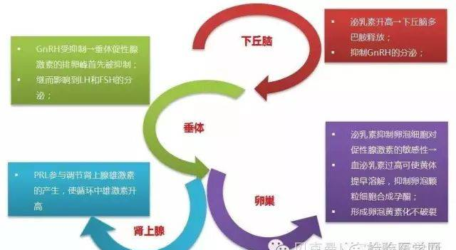 一文读懂高泌乳素血症