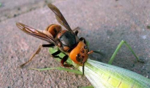 【寻虫者】凶猛杀手——金环胡蜂！