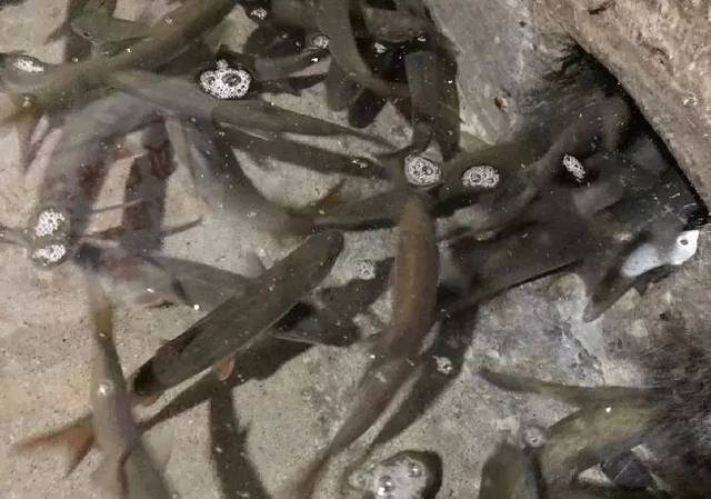 重庆巫溪农户家挖出神秘鱼泉 每天涌百斤鱼
