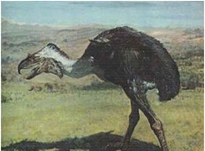 史上最凶残的鸟，恐怖鸟没有能与自己抗衡的对手