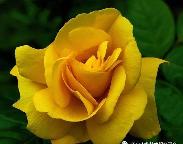 最珍贵七彩玫瑰品种图片大全！