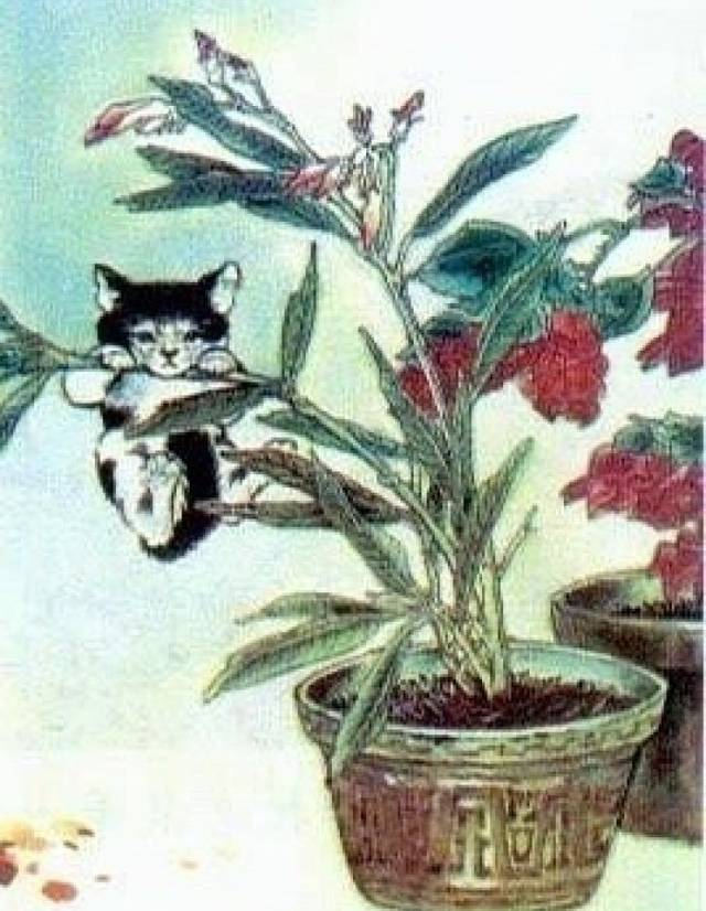 知道老舍爱猫，你知道老舍也吃猫吗？