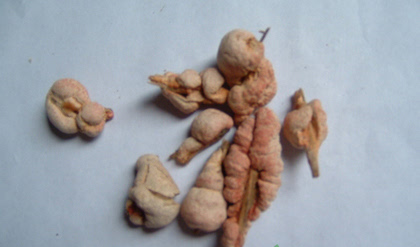 竹黄的功效与作用竹黄的药用价值