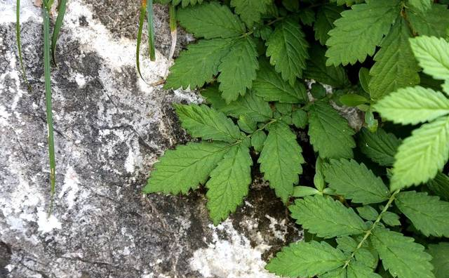 【每日一植】龙牙草