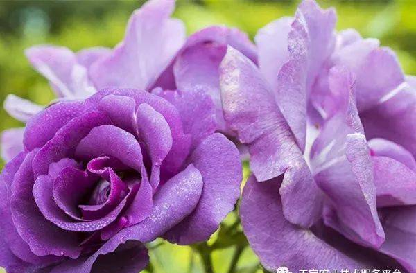 最珍贵七彩玫瑰品种图片大全！