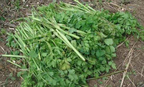 形似猫爪子的野菜，小时候为果腹，现成为餐桌上的高档菜肴