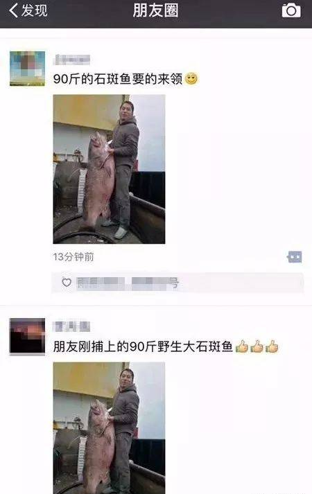 近距离接触！火爆朋友圈的巨型石斑鱼，长！这！样！