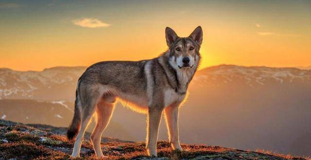 狗与狼交配生下的后代寿命会不会长一些？能不能活久一些？